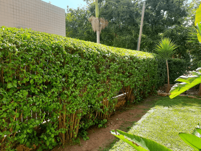 גיזום שיחים